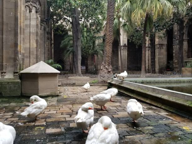 Gothic Quarter and Barcelona Cathedral, Catalonia, Spain