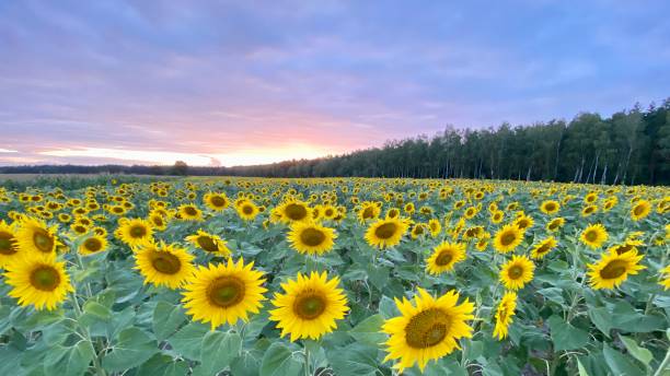 istock Sunflower field before sunset in Lublin region 1414432752