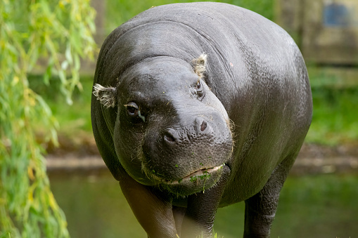 A hippopotamus with a lowered head stands near big boulders.