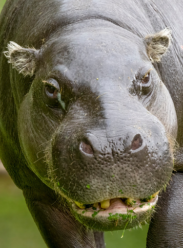 Pygmy Hippo front view.