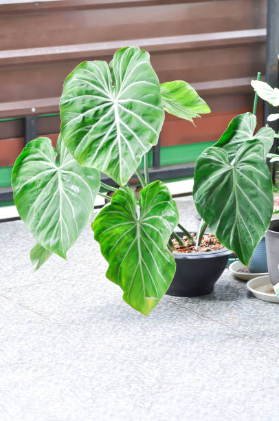 istock Philodendron Gloriosum ,Philodendron plant 1414434724