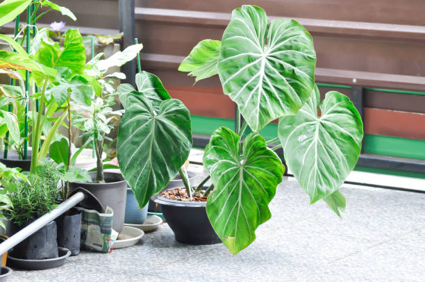 istock Philodendron Gloriosum ,Philodendron plant 1414434725