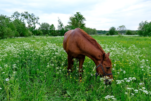 Herd of horses in a blooming field on a summer day