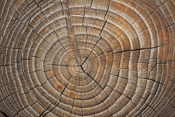 Free Stock Photo of Close Up of a Tree Trunk With Rings | Download Free ...