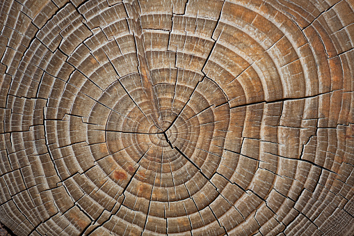 Wooden log grain for editing