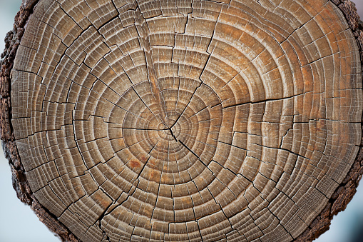 Round saw cut close-up isolated on white background.