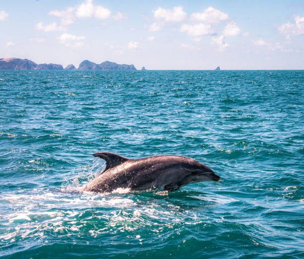 Dolphin in the Bay of Islands, New Zealand A bottle-nosed dolphin breaching the sea surface on a sunny day in summer in New Zealand's Bay of Islands in the Northlands. bay of islands new zealand stock pictures, royalty-free photos & images