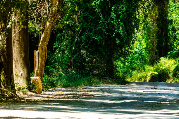 istock A view of a path between green trees in forest 1414437967