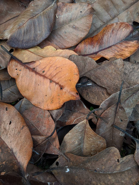 istock dry leaves that fall in the garden 1414437995