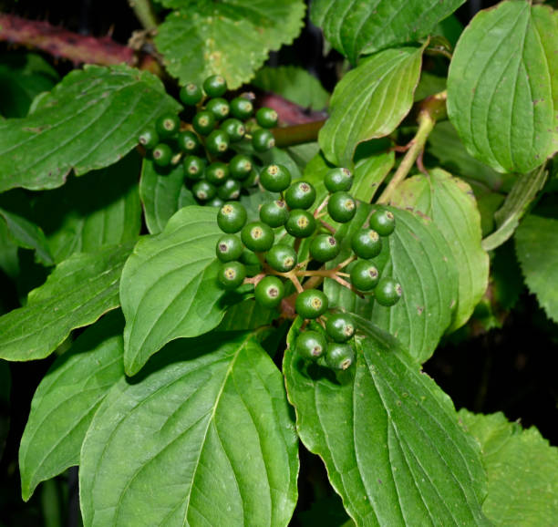 istock Common dogwood, Cornus sanguinea. 1414438364