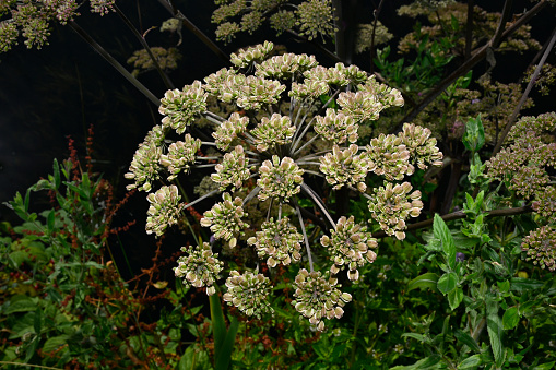 A very well focussed seed head of Wild Angelica growing at the side of the Rochdale canal. The natural green background becomes blurred and the canal water appears black. It is said that Angelica has at various times been used in the production of foods, medicines and a yellow dye.