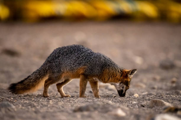 istock Channel Islands Fox Scavenges on the coast 1414439200
