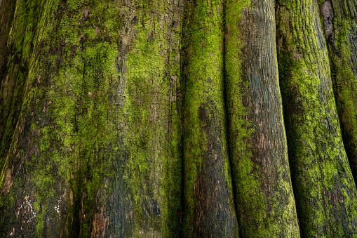 Close Up of Bright Green Moss On Bald Cypress Trees in Congaree National Park