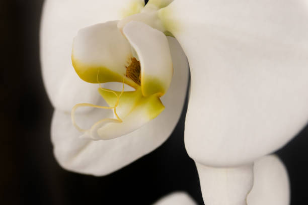 Orchids are plants belonging to the family Orchidaceae, a diverse and widespread group of flowering plants that are often colorful. There are nearly 1,000 genera and over 25,000 species of attractive flowering plants distributed throughout the world.