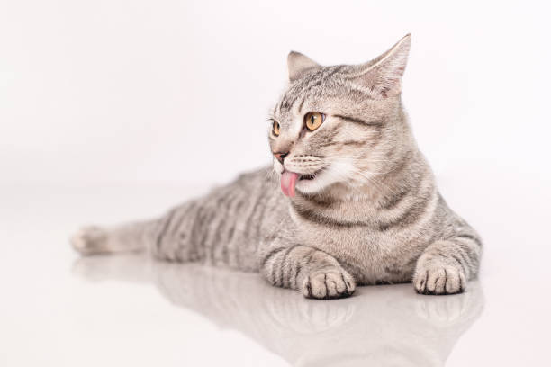 istock cute cat sticking out tongue and looking curiously. 1414439787