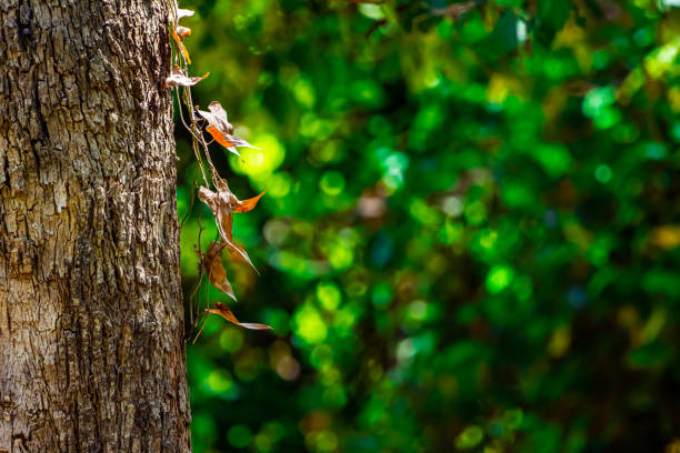 A view of tree trunk with yellow leaves, shallow depth of field, shot with telephoto lens