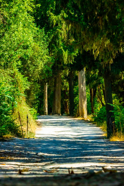 istock A view of a path between green trees in forest 1414441328
