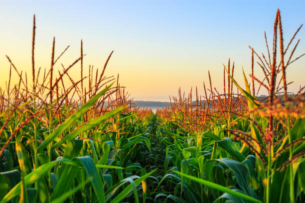 トウモロコシ畑の霧の朝 - morning cereal plant fog corn crop ストックフォトと画像
