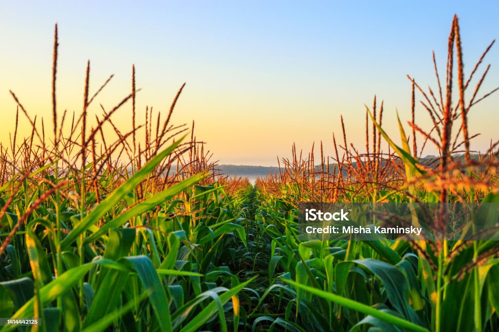 Misty morning in a cornfield Scenic misty morning in a cornfield Corn - Crop Stock Photo
