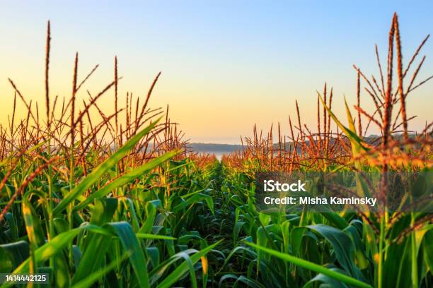 Misty Morning In A Cornfield Stock Photo - Download Image Now - Corn - Crop, Corn, Agricultural Field