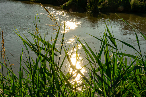 A view of river with sunlight on surface behind green plants, shallow depth of field, shot with 27mm lens