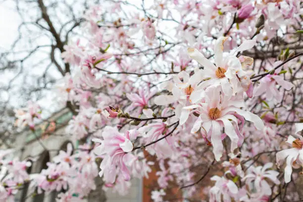 Photo of Blooming Star Magnolia Tree Flowers during Spring in Brookfield Illinois