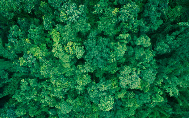 istock Aerial top view forest tree, Rainforest ecosystem and healthy environment concept and background, Texture of green tree forest view from above. 1414443483