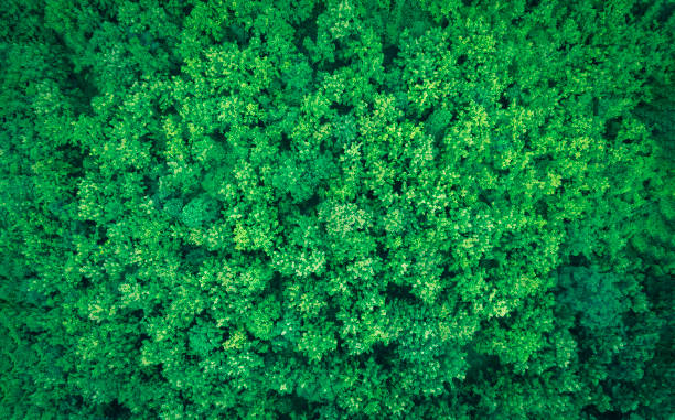istock Aerial top view forest tree, Rainforest ecosystem and healthy environment concept and background, Texture of green tree forest view from above. 1414443488