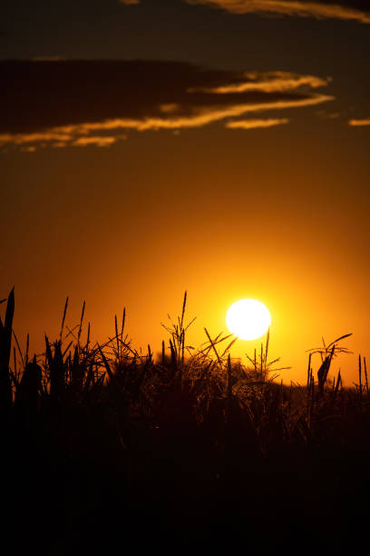 istock Sunny dry spikelets at the field in the back light during sunset, selective focus, nature background. 1414444080