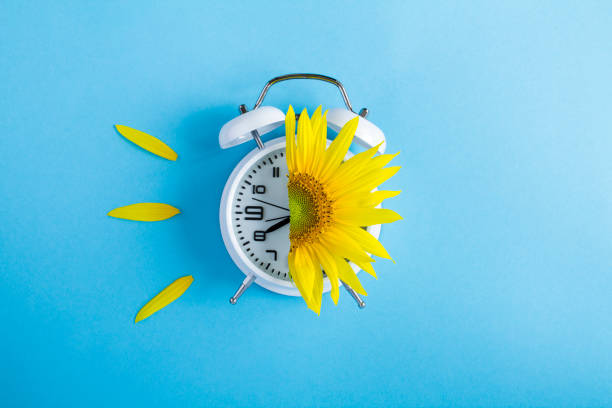 istock Sunflower on the alarm clock face on the blue background. Copy space. Top view. 1414445224