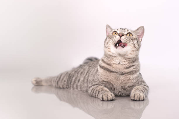 istock Cute cat sticking out tongue and looking curiously. 1414445821