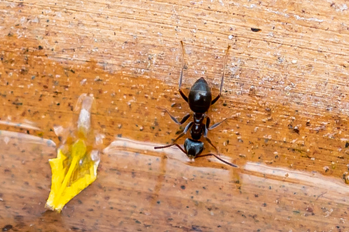 Black garden ant drinking from a terracotta bowl