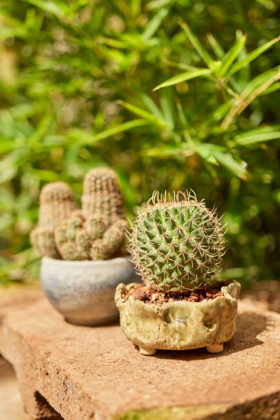 istock Small cactus in botanical garden 1414447518