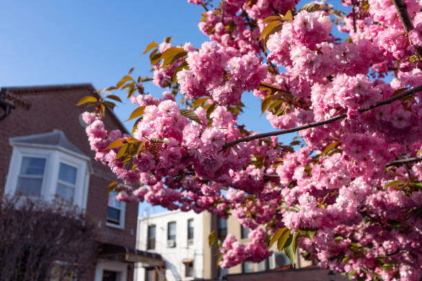istock Kwanzan Flowering Cherry Tree during Spring in Astoria Queens New York next to Homes 1414447561