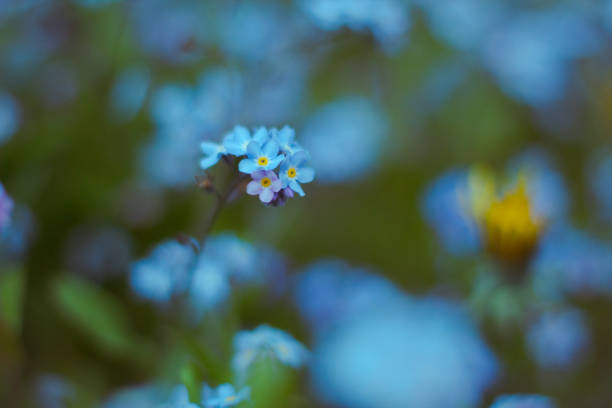 istock Blue flowers in garden, blurry background 1414447978