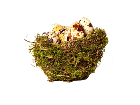 Bird's nest with eggs isolated on a white background. Side view.