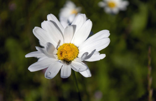 istock White daisies on a dark background close up 1414448344