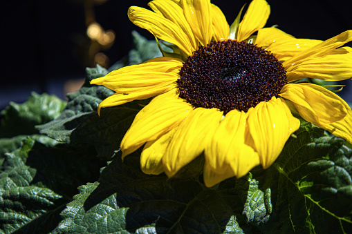 Sunflower with large yellow leaves on a dark background.
