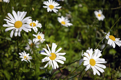 White daisies on a dark background close up