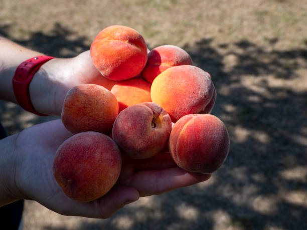 istock Peaches in hand. Hands full of peaches. 1414449852