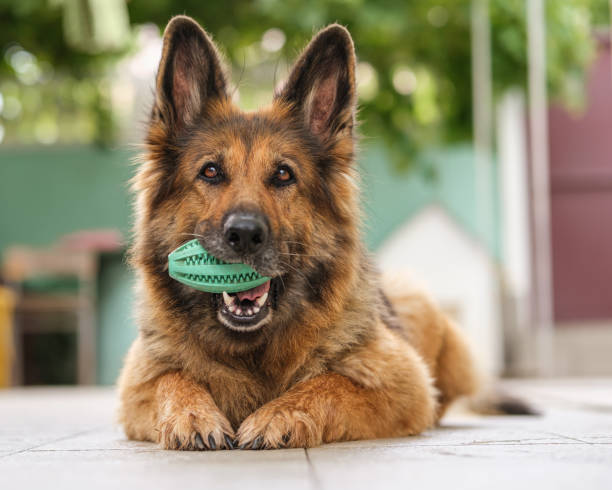 Portrait of a German Shepherd dog lying, holding her toy in a mouth, looking at the camera. Close up. stock photo