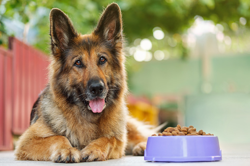 Perro pastor alemán acostado junto a un tazón con croquetas de comida para perros, mirando a la cámara. Cerrar, espacio de copia. photo