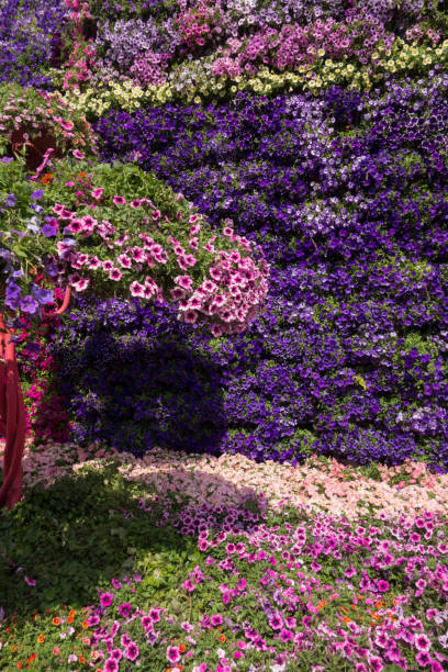istock Beautiful background of fresh flowers 1414450874