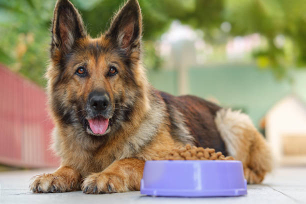 German Shepherd dog lying next to a bowl with kibble dog food, looking at the camera. Close up. stock photo