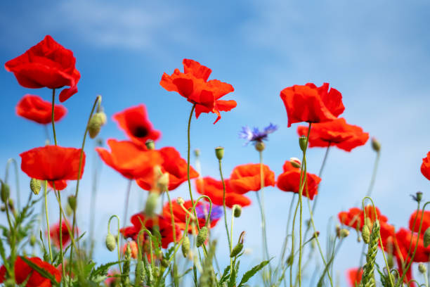 red poppy flowers against blue sky background - oriental poppy fotos imagens e fotografias de stock