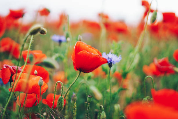 istock Poppy flowers field 1414455933