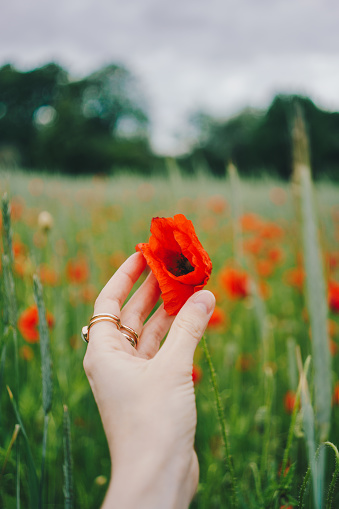 POV of a woman touching a red poppy flower