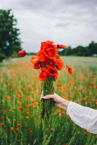 istock Woman's hand holding poppy flowers bouquet 1414456424