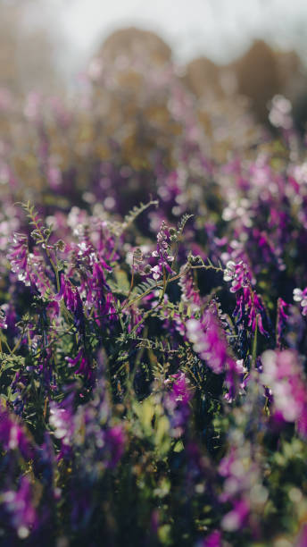 istock Flores al atardecer. 1414456611