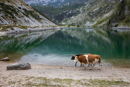 Dairy Cows on Pasture Close to an Alpine Lake under Mount Krn in Slovenia